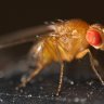 Drosophila Melanogaster